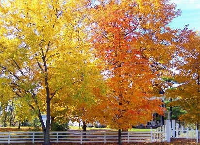 Tree outdoor branch plant Photo