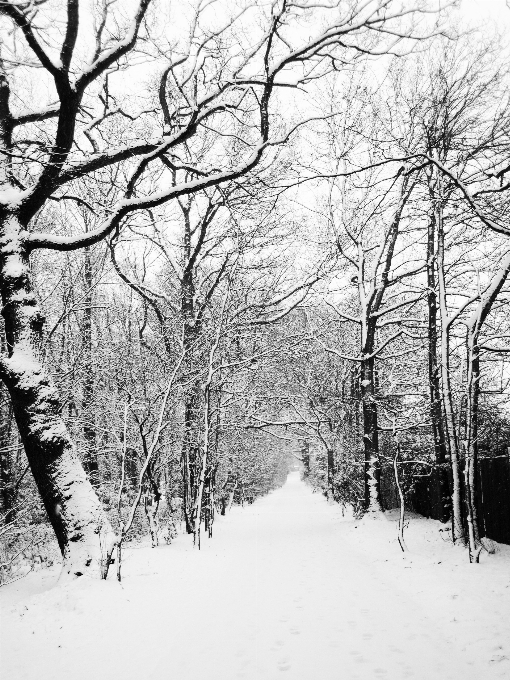 Landscape tree forest path