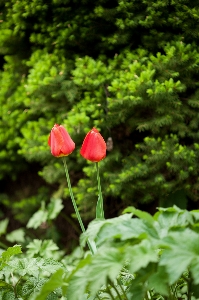 Nature blossom plant field Photo