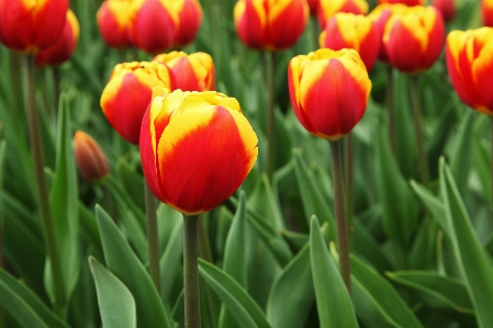 Foto Tanaman bunga daun tulp