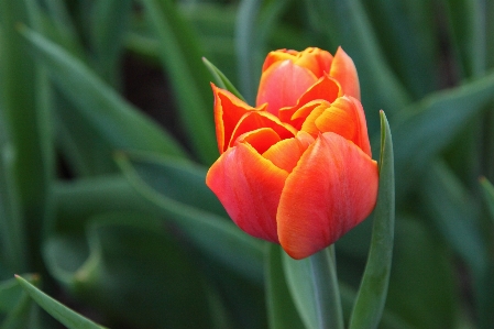 Nature blossom plant flower Photo