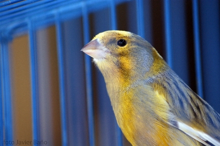 Bird wing fly wildlife Photo