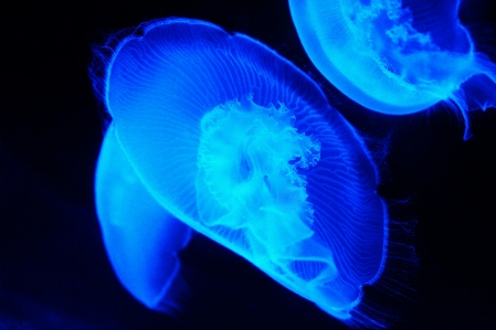 Sea nature glowing animal Photo