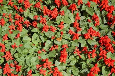 Outdoor blossom plant stem Photo