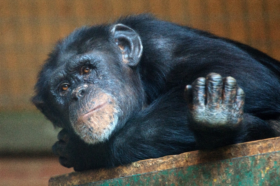 Animal fauna silvestre zoo relajarse