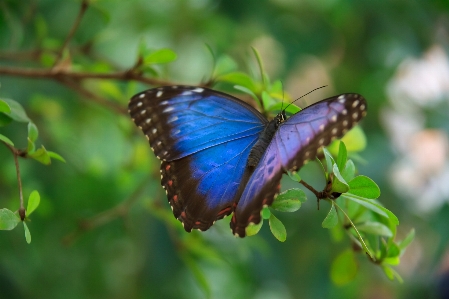 Foto Alam hutan sayap daun