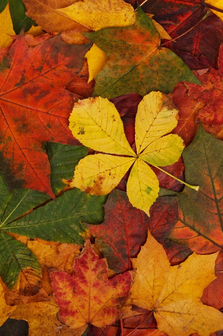 Drzewo natura abstrakcyjny zakład