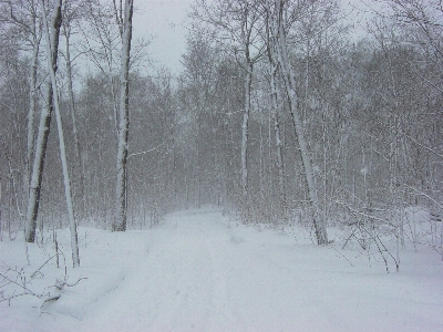 Forest outdoor wilderness snow Photo