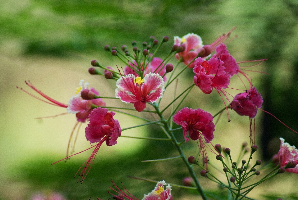 Nature fleurir usine prairie
