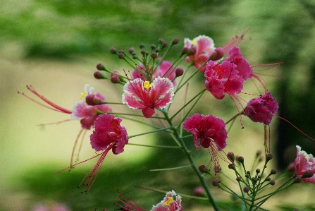 Nature blossom plant meadow Photo