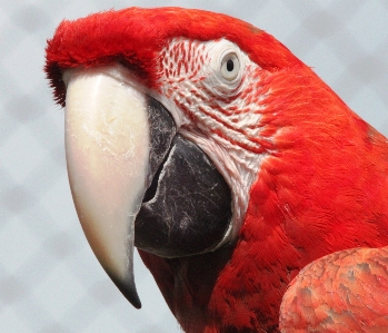 Bird wing wildlife portrait Photo