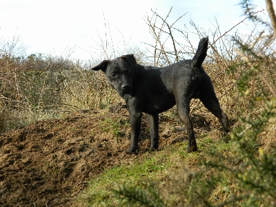 Puppy dog animal canine Photo