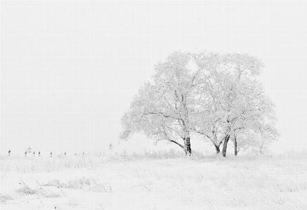 Tree nature branch snow Photo