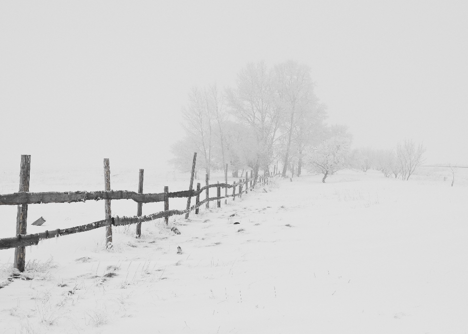 Natur zweig schnee winter