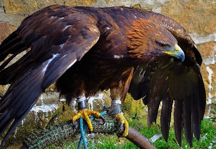 Foto Pájaro ala animal volador