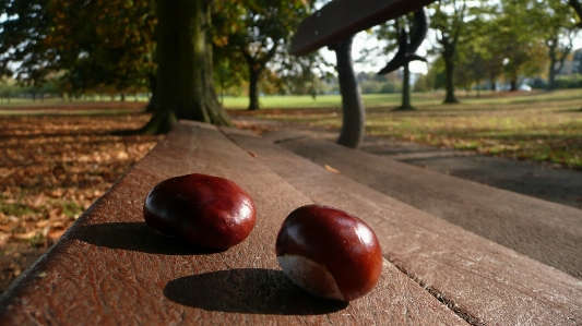 Tree nature plant bench Photo