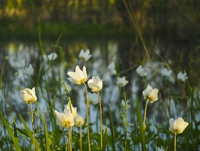 Foto Natura erba fiore pianta