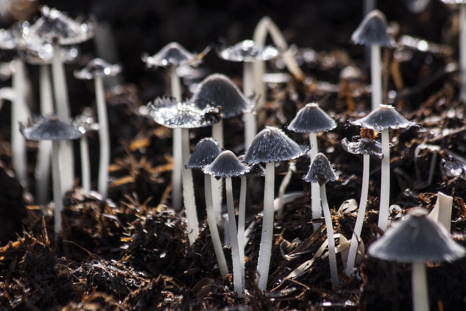 Natur blume boden beleuchtung