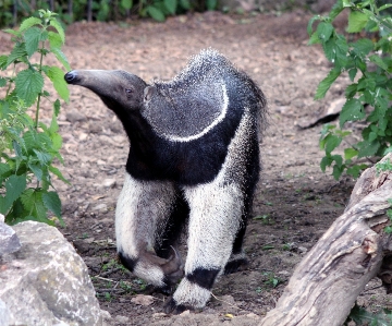 Vogel tier tierwelt wild Foto