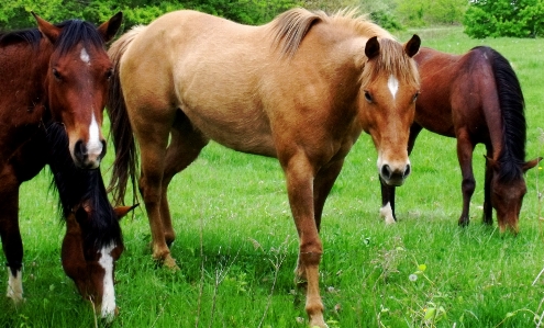 Grass outdoor field farm Photo