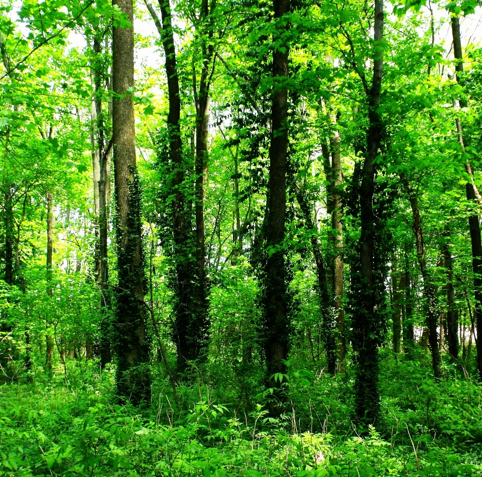 Tree nature forest grass