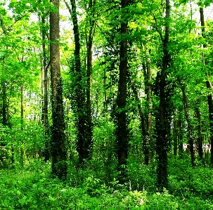 Foto Pohon alam hutan rumput