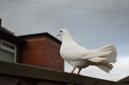 鳥 羽 ライト 空 写真