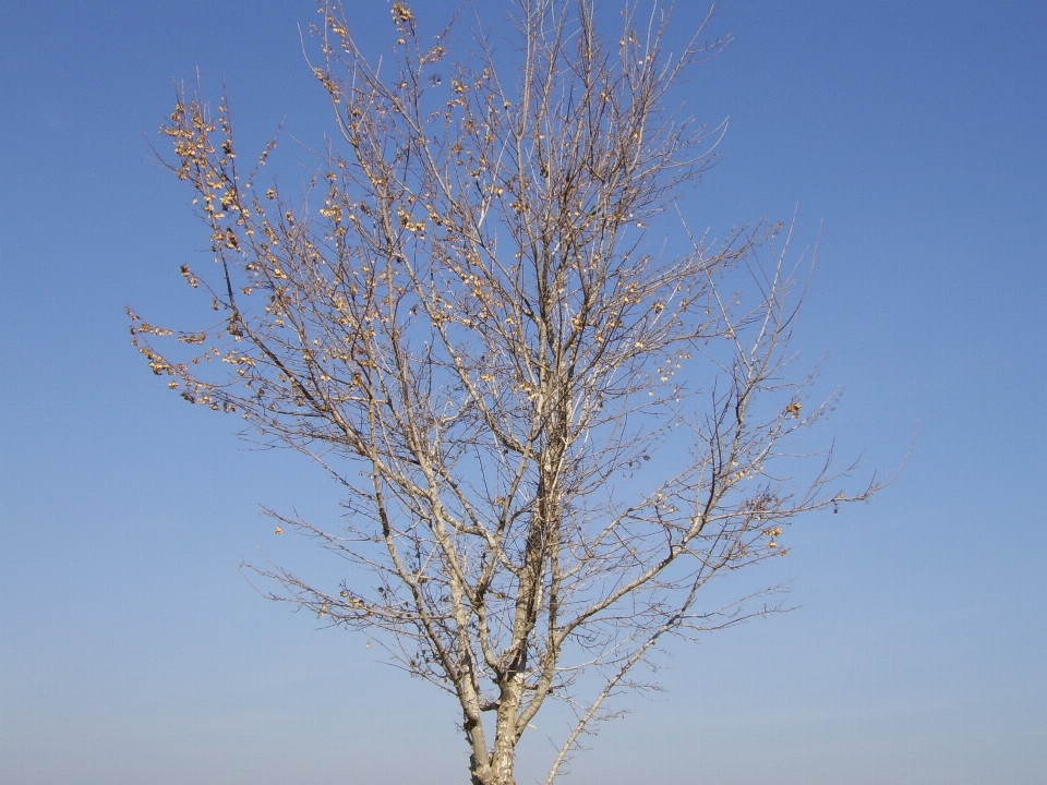 árvore natureza filial inverno