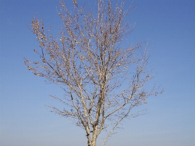 Foto Albero natura ramo inverno