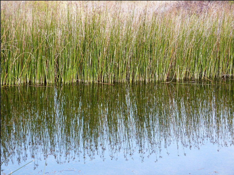 Agua césped pantano
 pantano