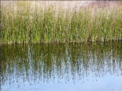 Water grass marsh swamp Photo