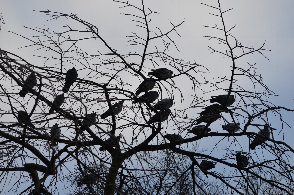 Pohon cabang musim dingin burung