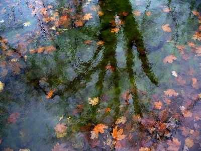 木 水 自然 植物 写真