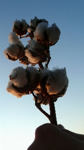 Tree silhouette plant sky Photo