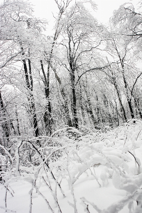 Landschaft baum wald zweig