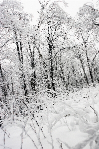 Foto Paesaggio albero foresta ramo