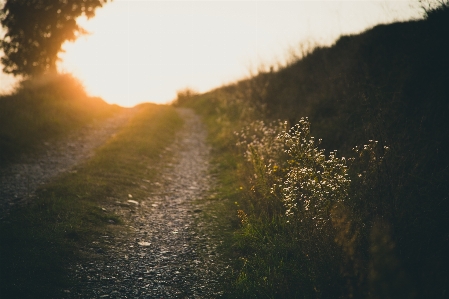 Tree nature forest path Photo