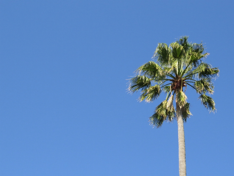 Arbre bifurquer usine ciel