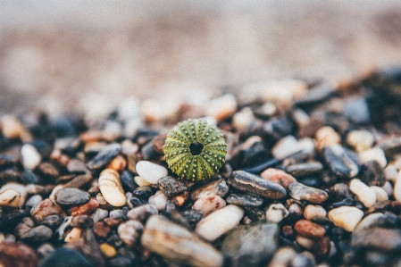 Tree nature rock blur Photo