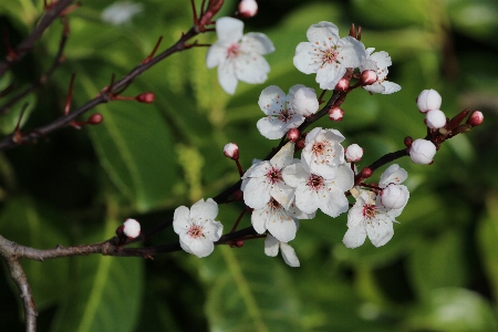 自然 ブランチ 花 植物 写真