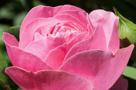 Blossom plant flower petal Photo