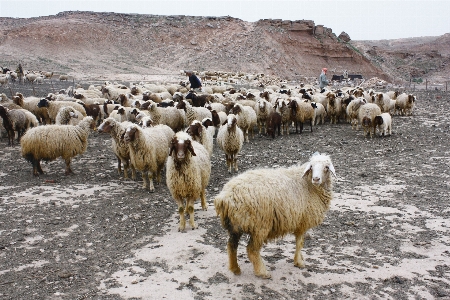 Mountain rural herd grazing Photo