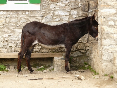 Animal alone hut pet Photo