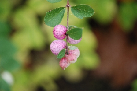 木 水 自然 森 写真