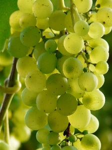 Plant grape wine fruit Photo