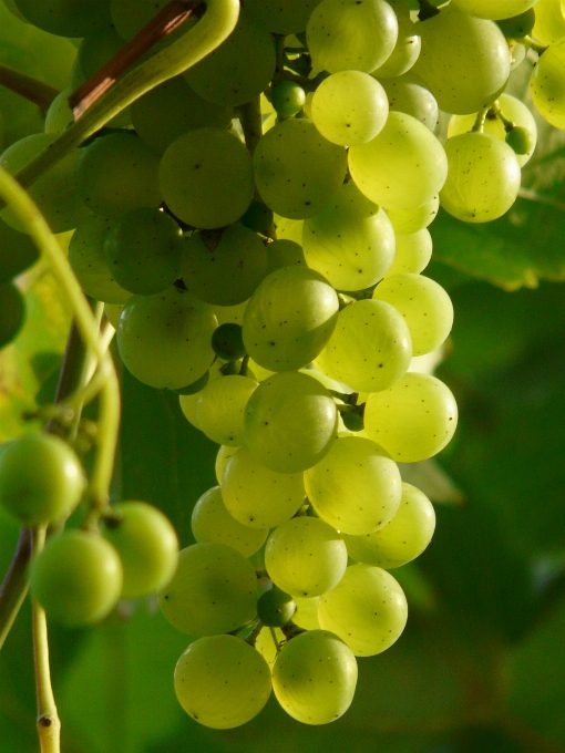 Plantar uva vinho fruta