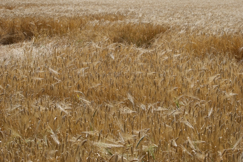 Erba pianta campo orzo