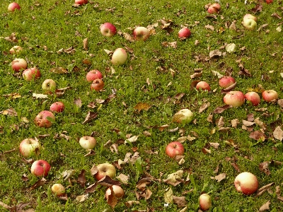 Apple 木 植物 草原
 写真