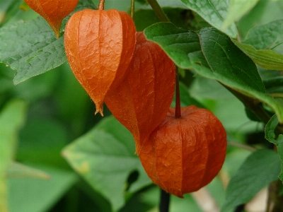 Tree plant fruit leaf Photo