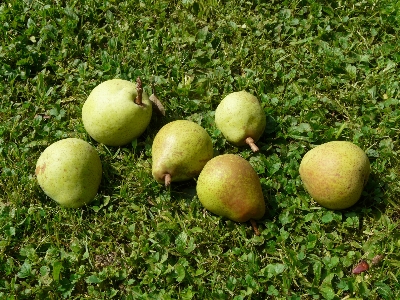 Anlage wiese
 frucht obstgarten Foto